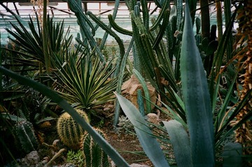 Comment aménager son jardin sec ?